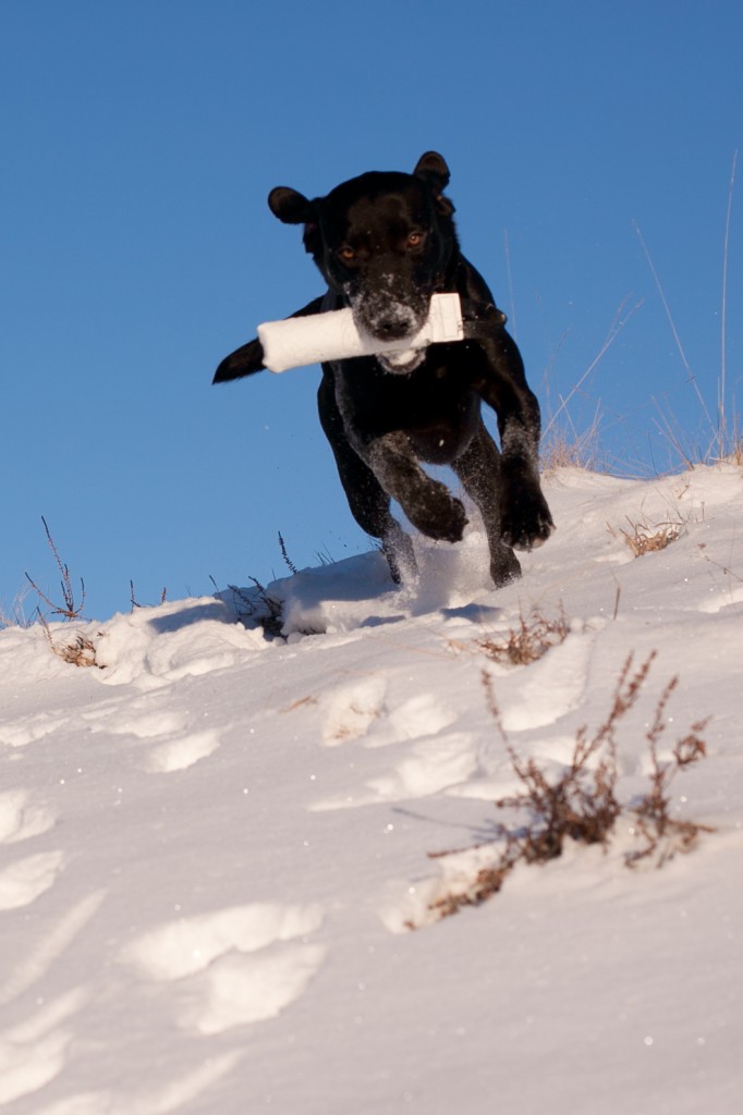 Lakrits_stenskogsblogg