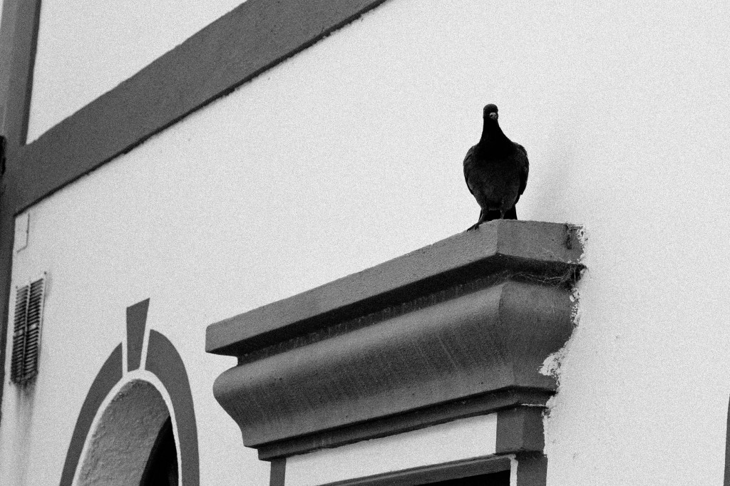 303_Svartvitt_70-365