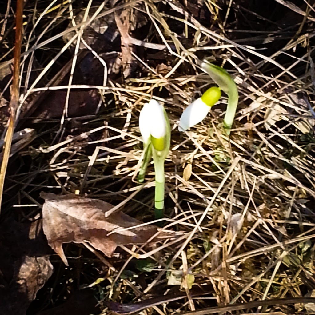 346_Vårblommor_82-365