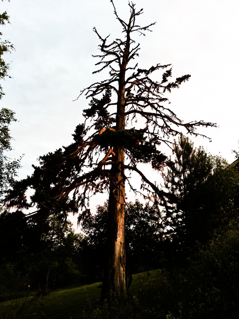 Kvällsol på gammalt träd.