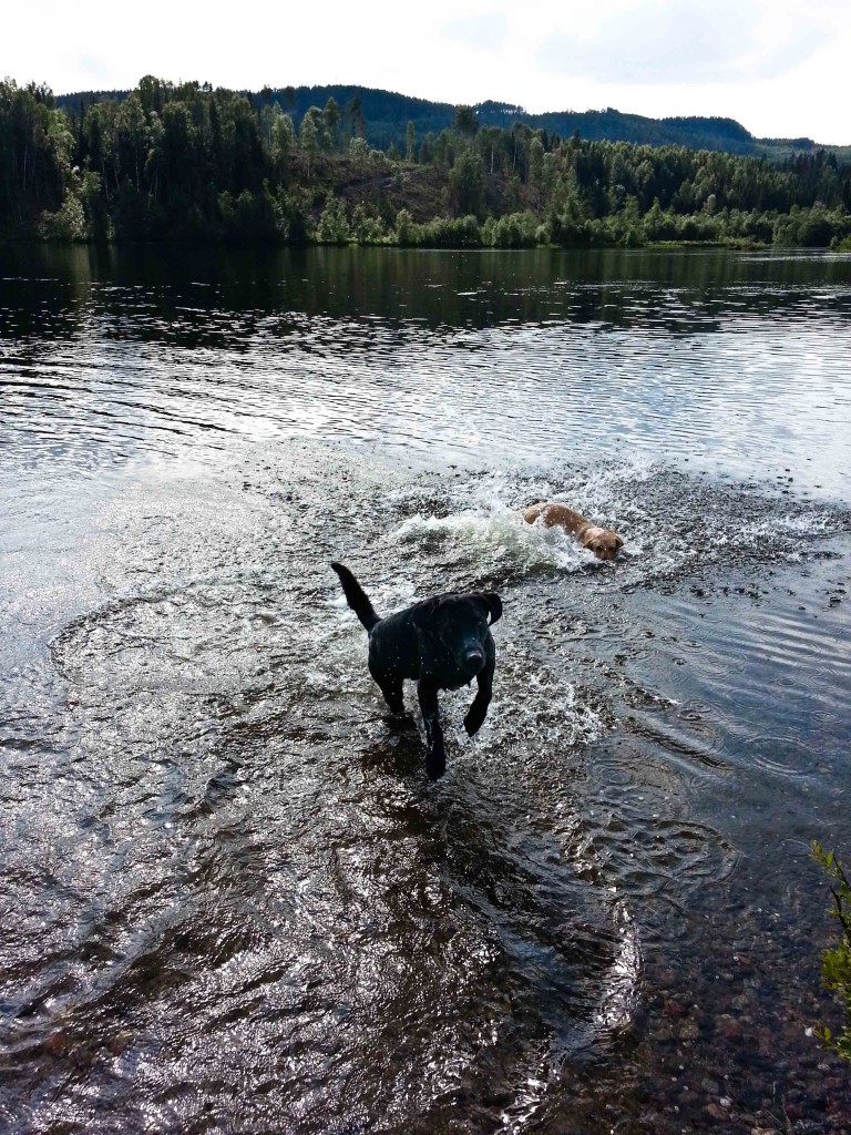 Tjoho! Hundlek i Indalsälven.