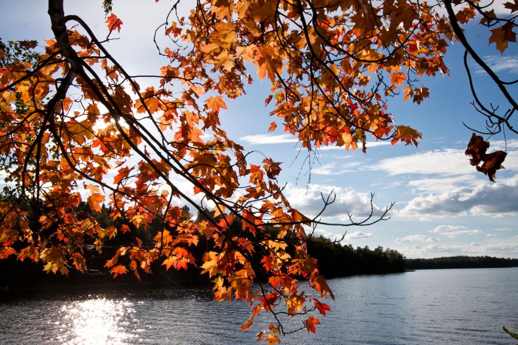 122-Höstfint_203-365