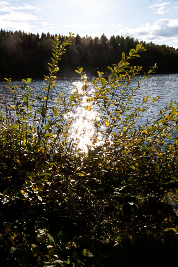 98-Glänsande_204-365