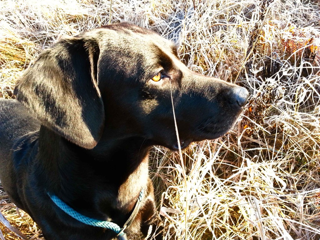 87_Förtjusande_284-365