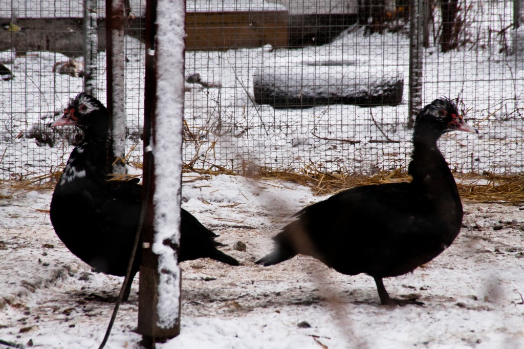 126_Identisk_311-365