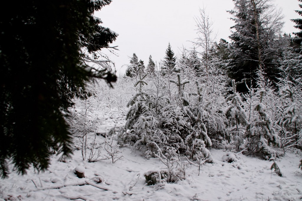 338_Vilse_320-365
