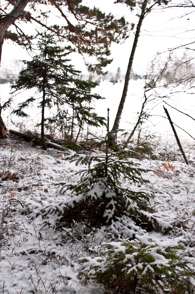 38_December_323-365