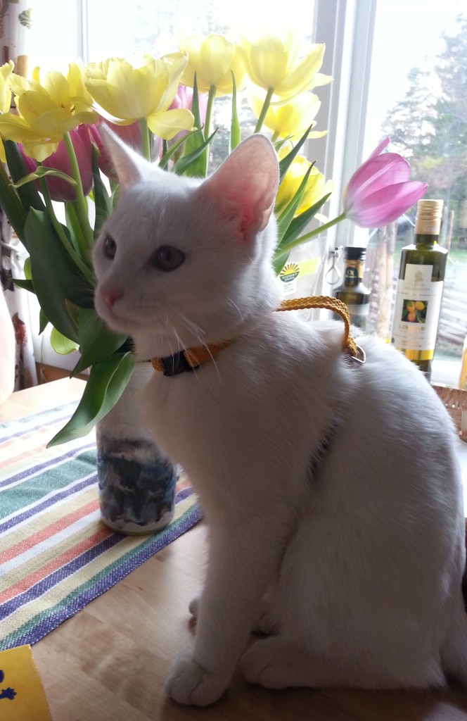 2014-04-20 18.49.30_cr